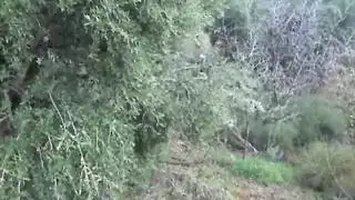 تركية محجبة لا تتحمل رؤية ذلك الانتصاب الضخم