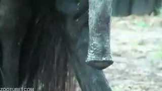 ذيل حصان هواة الثلاثي شعر قصير